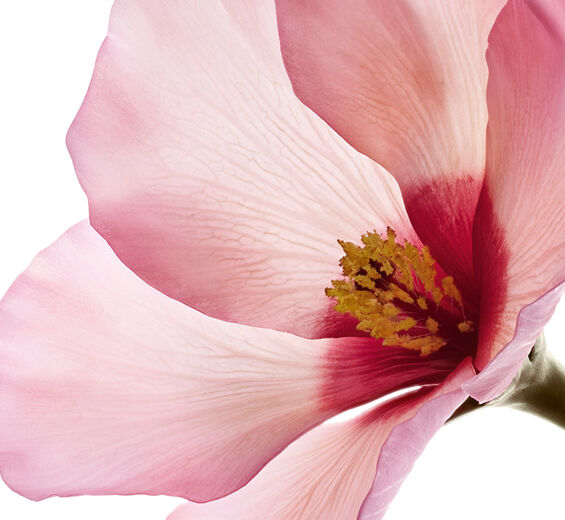 Hibiskus-Kwasy z kwiatów hibiskusa-Hibiscus sabdariffa flower extract
