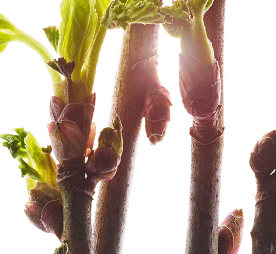 Czarna pożeczka-Organiczny ekstrakt z pąków czarnej porzeczki-Ribes nigrum (black currant) bud extract