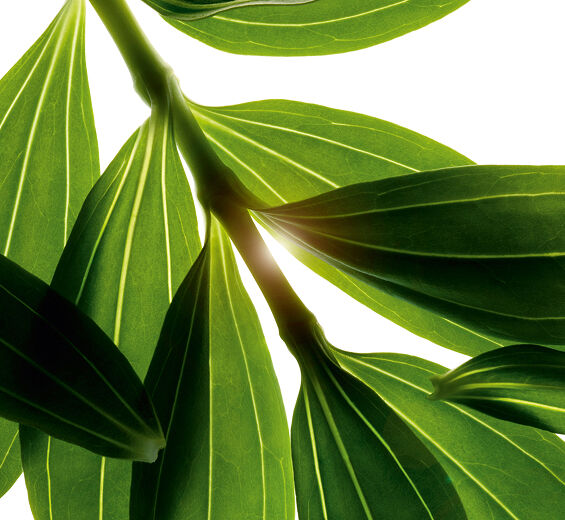 Mydlnica lekarska-Organiczny ekstrakt z mydlnicy lekarskiej-Saponaria officinalis leaf extract