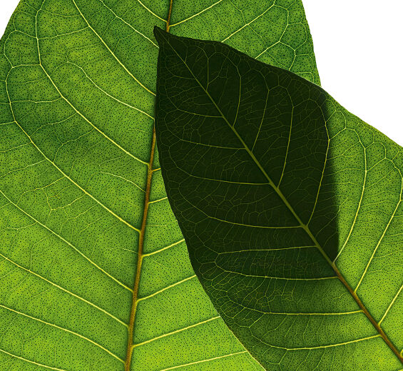 Haronga-Organiczny ekstrakt z haronga-Harungana madagascariensis extract