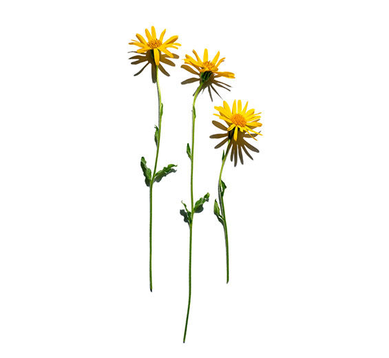 Arnika górska-Ekstrakt z arniki-Arnica montana flower extract