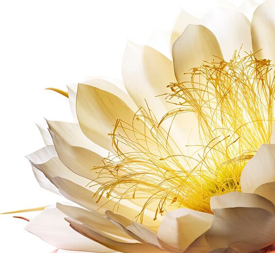 Selenicereus wielkokwiatowy-Krioekstrakt z kwiatu Kr&oacute;lowej Nocy-Cereus grandiflorus (cactus) flower extract