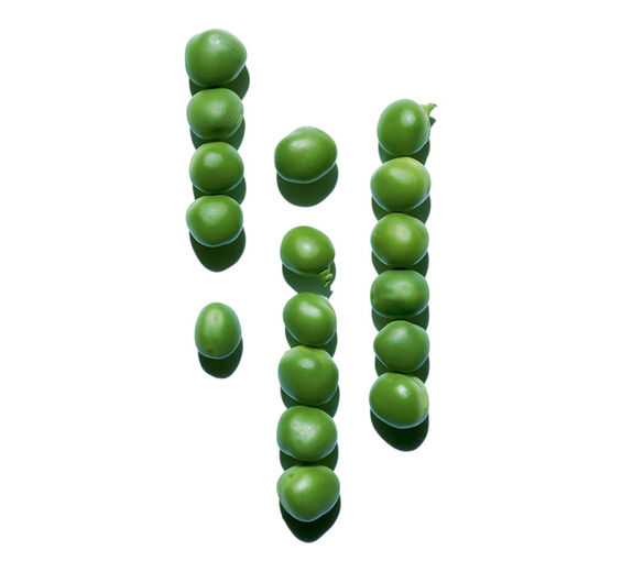 Groszek-Ekstrakt z groszku-Pisum sativum (pea) extract