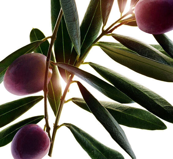 Oliwka europejska-Organiczna oliwa z oliwek-Olea europaea (olive) fruit extract