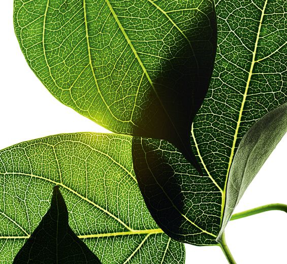 Gurmar-Ekstrakt z gurmaru-Gymnema sylvestre leaf extract