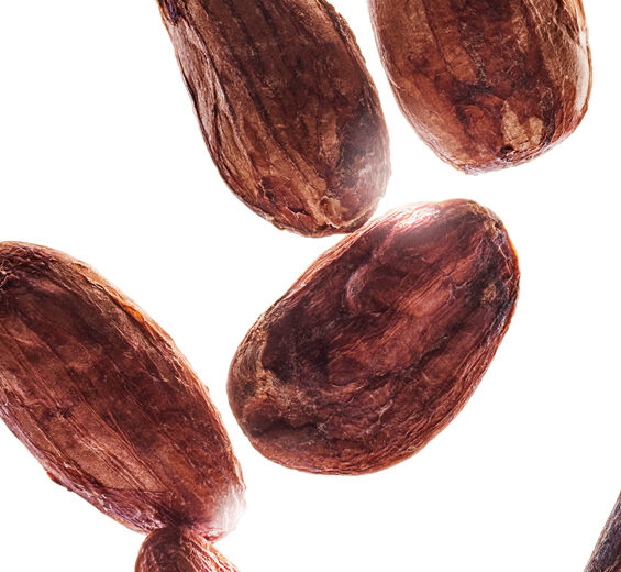 Kakaowiec-Organiczne masło kakaowe-Theobroma cacao (cocoa) seed butter