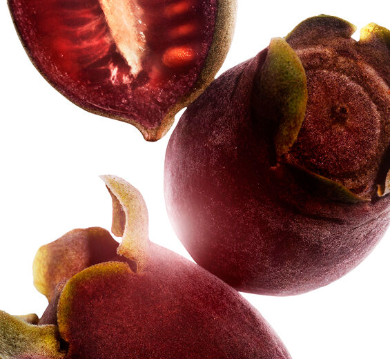 Mirt Różany-Ekstrakt z mirtu różanego-Rhodomyrtus tomentosa fruit extract