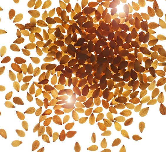 Sezam-Organiczny olej sezamowy-Sesamum indicum (sesame) seed oil