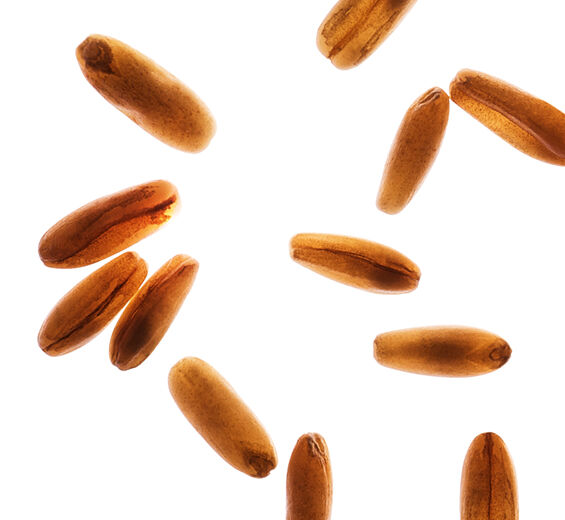 Owies-Mąka owsiana-Avena sativa (oat) kernel flour