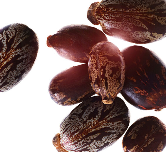 Rącznik pospolity-Organiczny olej recynowy-Ricinus communis (castor) seed oil