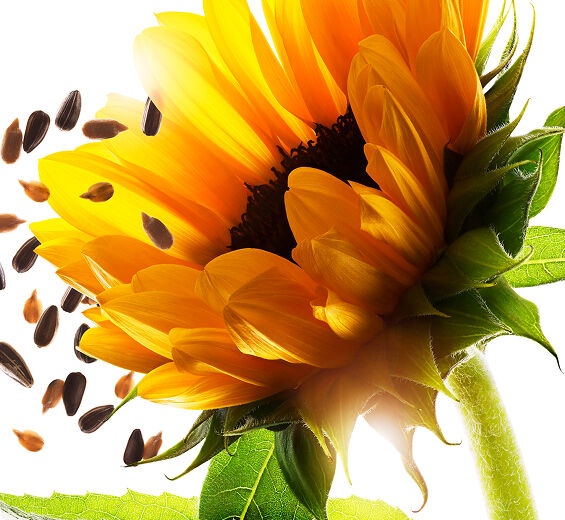 Słonecznik-Wosk słonecznikowy-Helianthus annuus (sunflower) seed wax