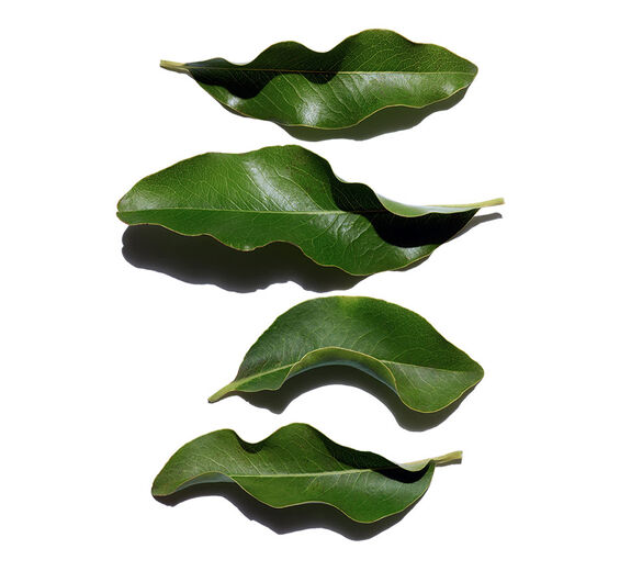 Hurma afrykańska-Organiczny ekstrakt hebanu afrykańskiego-Diospyros mespiliformis leaf extract