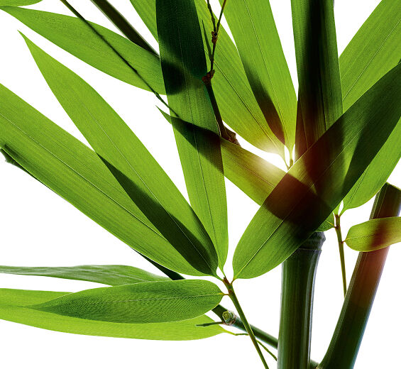 Bambus-Ekstrakt z łez bambusa-Bambusa arundinacea stem extract