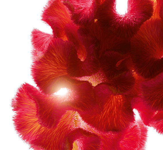 Celozja-Ekstrakt z celozji-Celosia cristata flower extract