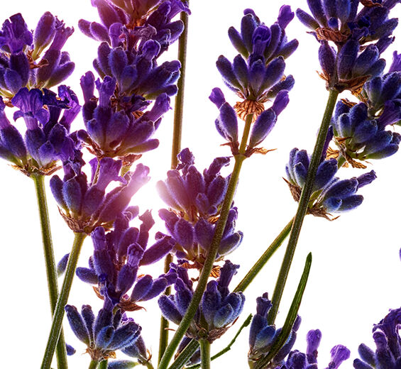 Lawenda-Organiczny olejek eteryczny z lawendy-Lavandula angustifolia (lavender) oil