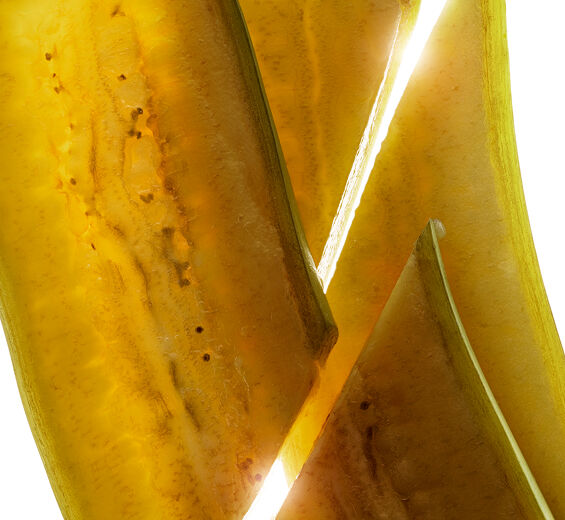 Bananowiec-Organiczny ekstrakt z zielonego banana-Musa sapientum (banana) fruit extract