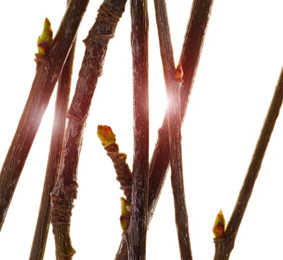 Jarząb-Ekstrakt z pąk&oacute;w jarzębu domowego-Pyrus sorbus bud extract