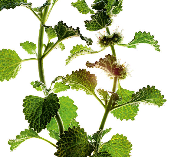 Szanta zwyczajna-Organiczny ekstrakt z szanty zwyczajnej-Marrubium vulgare extract