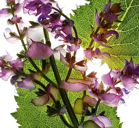Szałwia muszkatołowa-Olejek eteryczny z szałwii muszkatołowej-Salvia sclarea (clary) oil