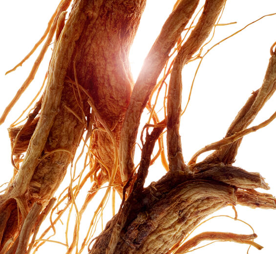 Żeń-Szeń-Ekstrakt z żeń-szenia-Panax ginseng root extract