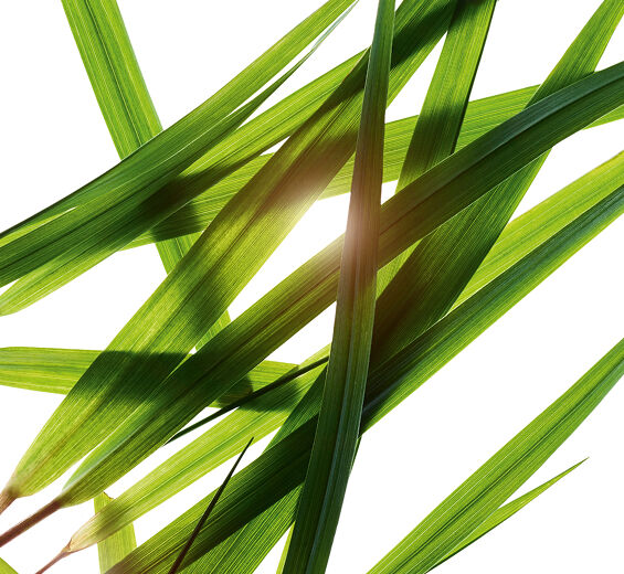 Żubrówka-Ekstrakt z trawy żubrówki-Hierochloe odorata extract