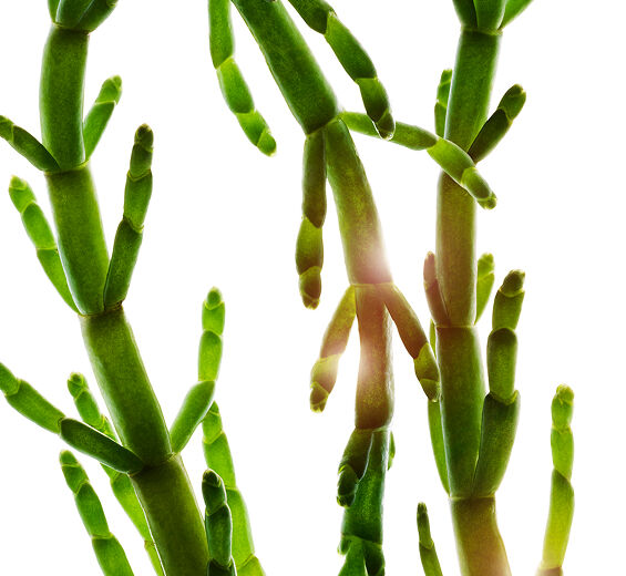 Soliród-Organiczny ekstrakt z solirodu-Salicornia herbacea extract