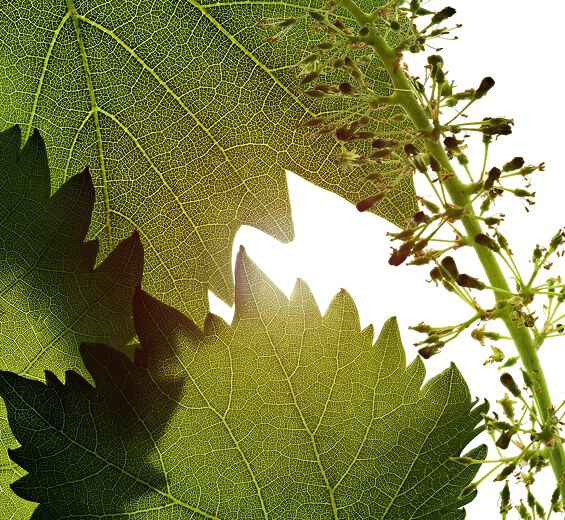 Winorośl-Ekstrakt z komórek kwiatowych winorośli-Vitis vinifera (grape) flower cell extract