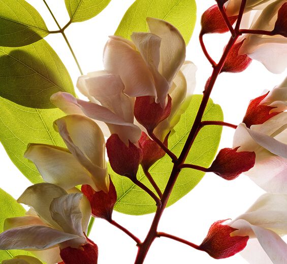 Robinia akacjowa-Woda z kwiatu robinii-Robinia pseudoacacia flower extract