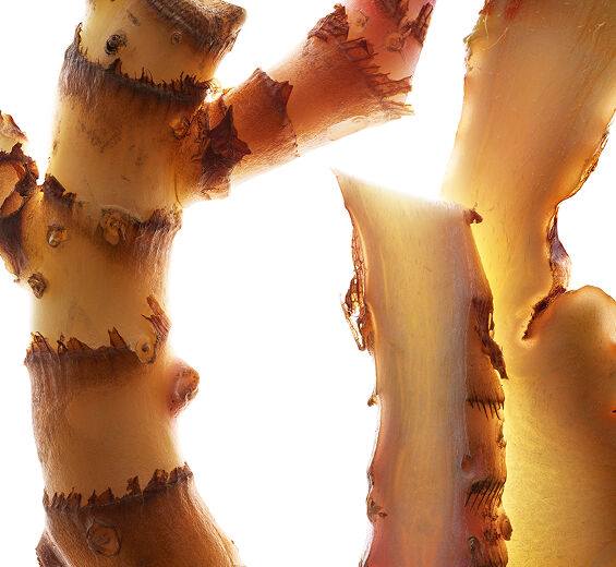 Wianecznik koronowy-Ekstrakt z hedychium koronowego (rośliny organicznej)-Hedychium coronarium root extract