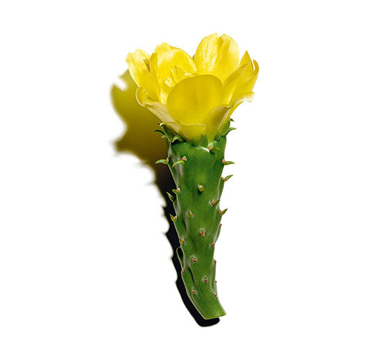Opuncja figowa-Ekstrakt z opuncji figowej-Hydrolyzed opuntia ficus-indica flower extract
