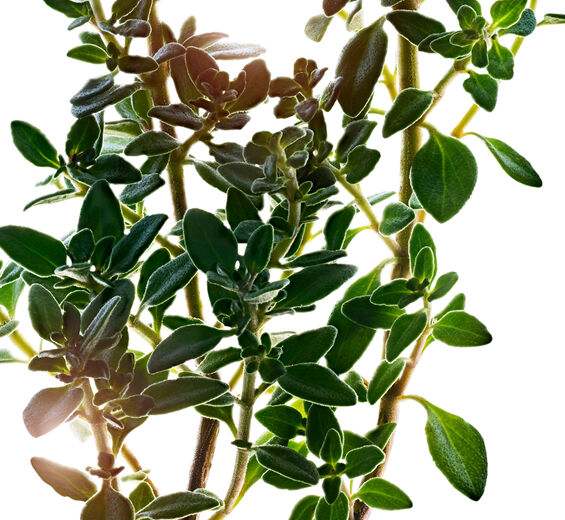 Macierzanka cytrynowa-Ekstrakt z tymianku cytrynowego-Thymus citriodorus flower/leaf extract