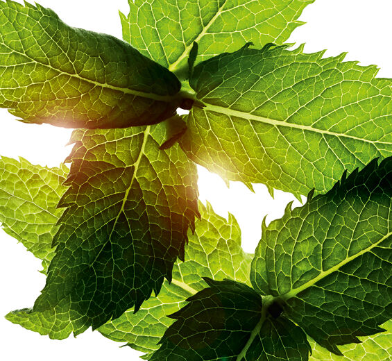 Mięta polna-Olejek eteryczny z mięty polnej-Mentha arvensis leaf oil