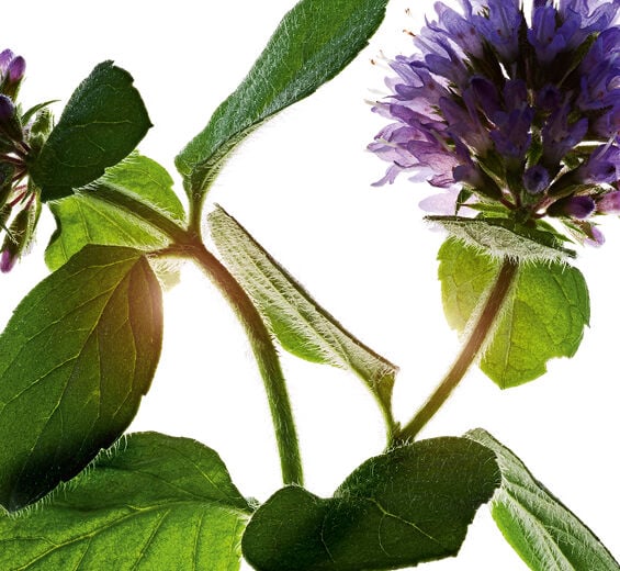 Mięta wodna-Organiczny ekstrakt z mięty nadwodnej-Mentha aquatica leaf extract