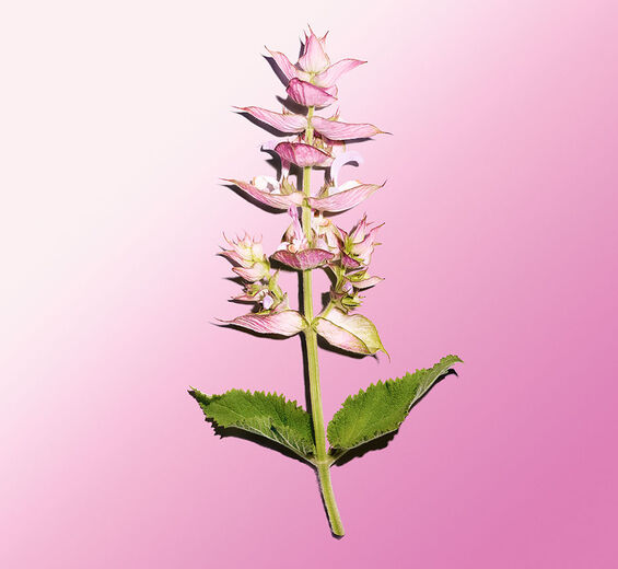Szałwia muszkatołowa-Olejek eteryczny z szałwii muszkatołowej-Salvia sclarea (clary) oil