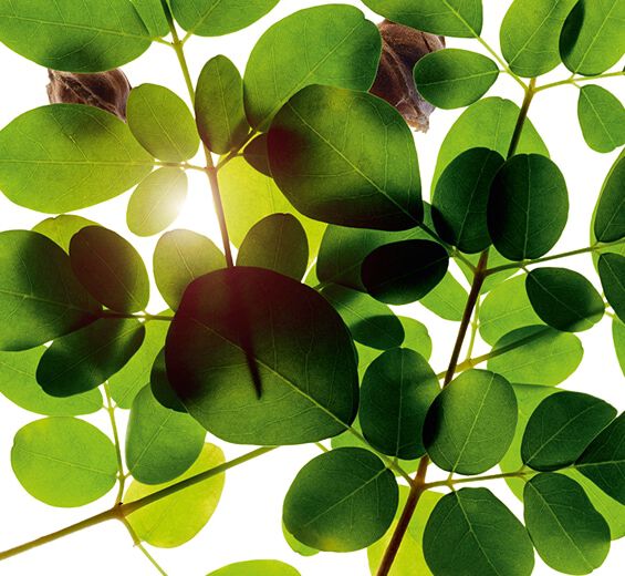 Moringa-Ekstrakt z moringi-Moringa oleifera seed extract