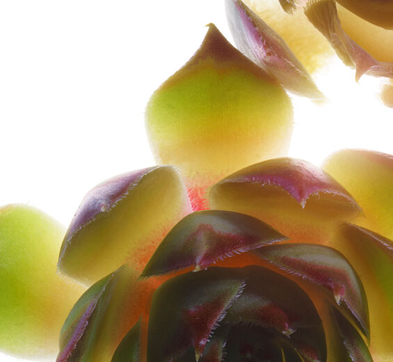 Rojnik murowy-Organiczny ekstrakt z dziurawca-Sempervivum tectorum extract