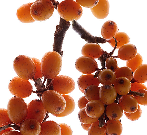 undefined-Ekstrakt z rokitnika zwyczajnego-Hippophae Rhamnoides Kernel Extract