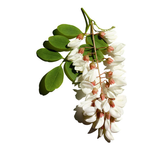Robinia akacjowa-Woda z kwiatu robinii-Robinia pseudoacacia flower extract
