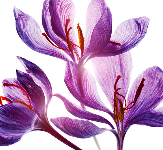 Krokus-Polifenole z kwiatu szafranu-Crocus sativus flower extract