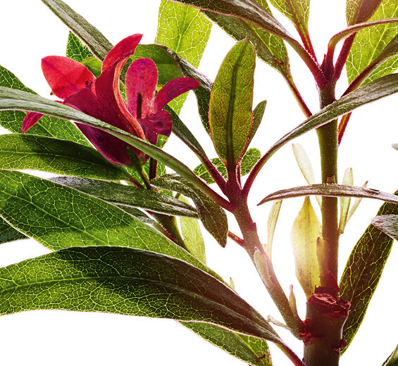 Różanecznik alpejski-Ekstrakt z róży alpejskiej-Rhododendron ferrugineum extract