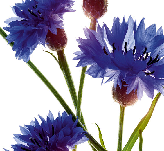 Chaber bławatek-Organiczny ekstrakt z chabra bławatka-Centaurea cyanus flower extract