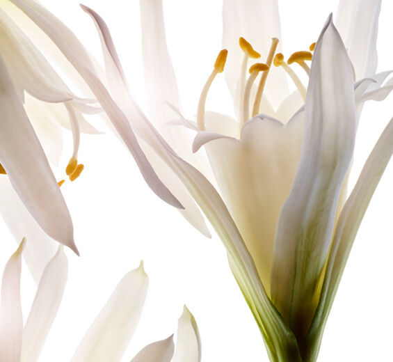 Lilia Morska-Organiczny ekstrakt z lilii morskiej-Pancratium maritimum extract