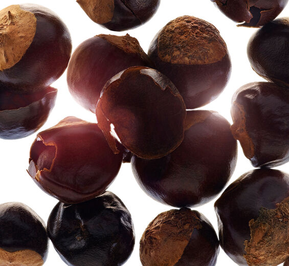 Guarana-Organiczny ekstrakt z guarany-Paullinia cupana seed extract