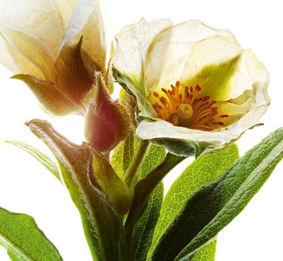 Czystek monpelijski-Organiczny ekstrakt z czystka z Montpellier-Cistus monspeliensis extract