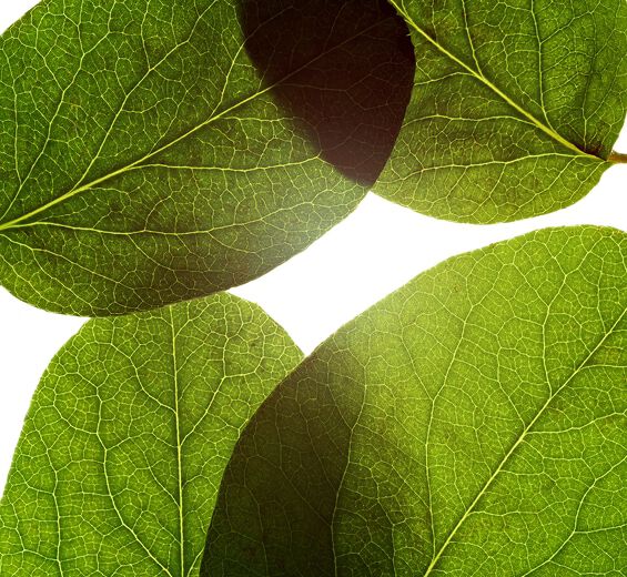 Pigwa-Ekstrakt z liści pigwy-Cydonia oblonga leaf extract