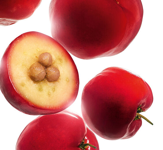 Acerola-Ekstrakt z aceroli-Malpighia emarginata (acerola) fruit extract
