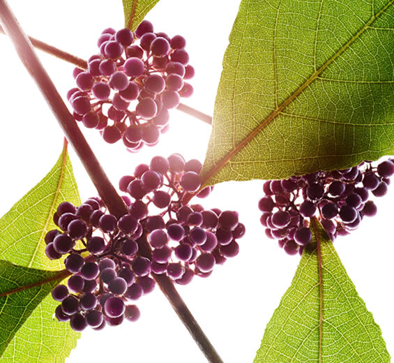 Pięknotka japońska-Ekstrakt z pięknotki japońskiej-Callicarpa japonica fruit extract
