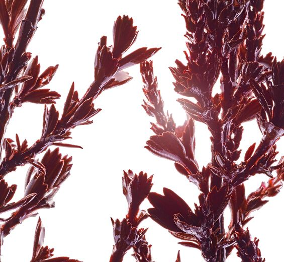 Myrothamnus flabellifoliu-Ekstrakt z myrothamnusa-Myrothamnus flabellifolia leaf/stem extract