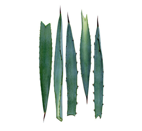 Niebieska agawa-Ekstrakt z niebieskiej agawy-Agave tequilana leaf extract