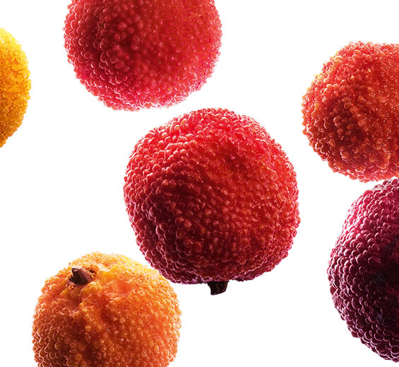 Drzewo truskawkowe-Organiczny ekstrakt z owoców drzewa truskawkowego-Arbutus unedo fruit extract